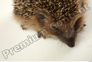 Hedgehog - Erinaceus europaeus  0075